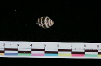 藏品(斑馬峨螺)的圖片